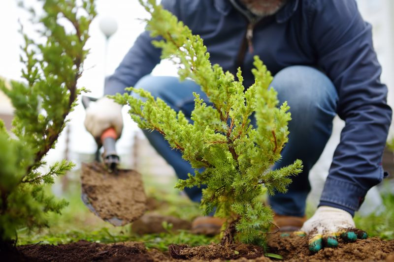 Bush Installation in Ventura County, CA