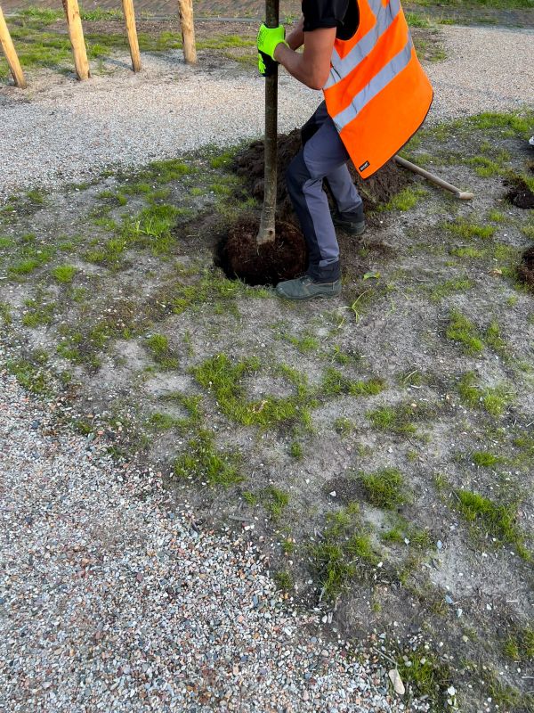 Cherry Tree Planting in Honolulu, HI