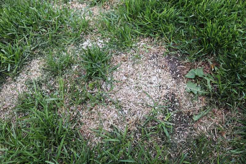 Grass Patching in Honolulu, HI