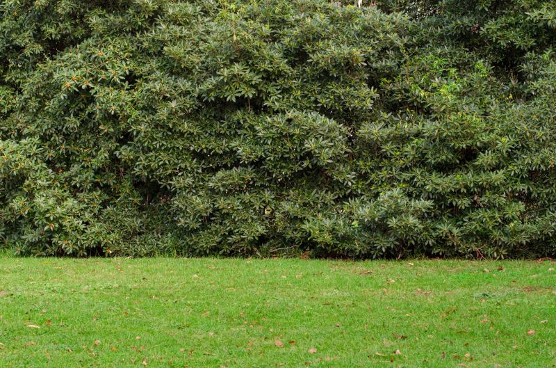 Hedge Installation in Ventura County, CA
