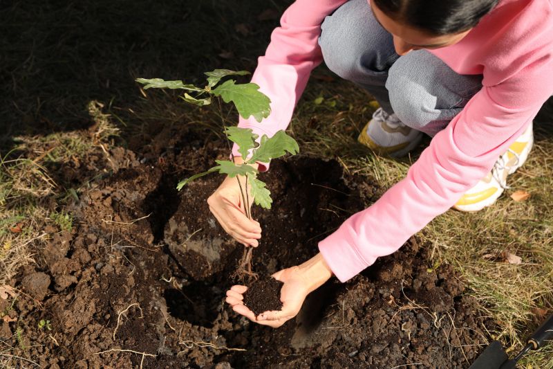 Magnolia Tree Planting in Honolulu, HI