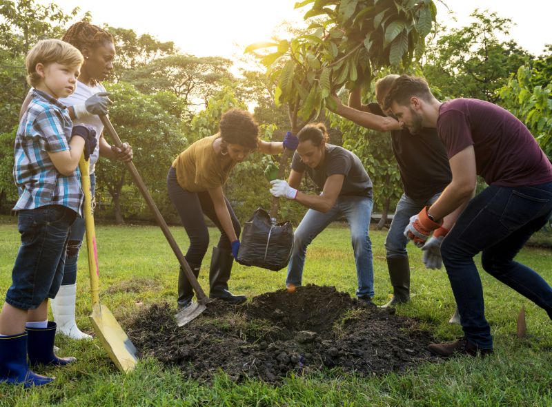 Maple Tree Planting in Honolulu, HI