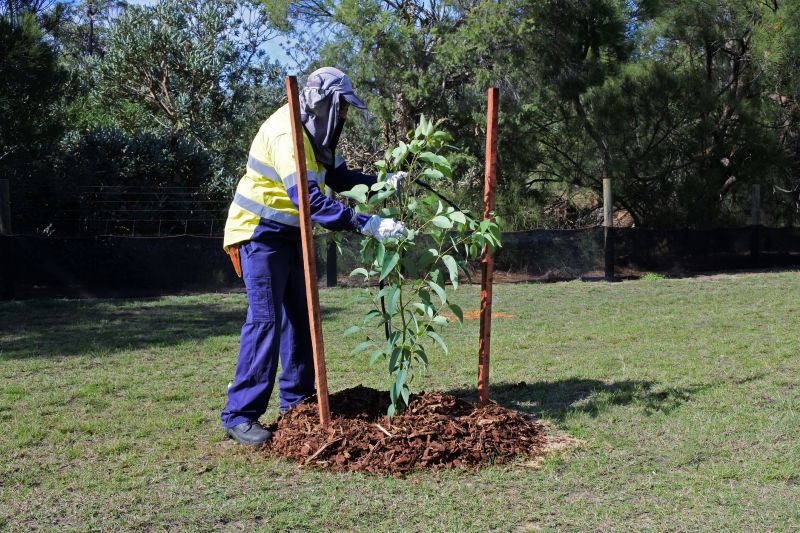 Oak Tree Planting in Honolulu, HI