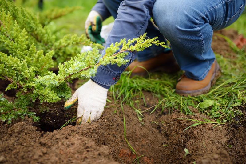 Orchard Planting in Honolulu, HI