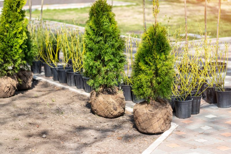 Privacy Shrub Installation in Honolulu, HI
