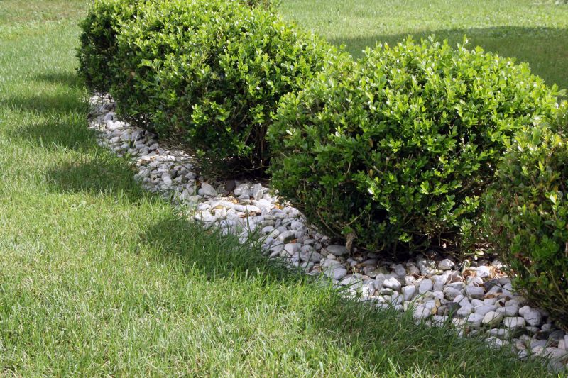 Privacy Shrub Planting in Honolulu, HI