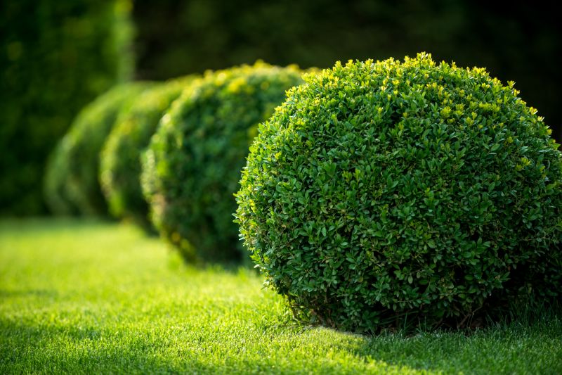 Shrub Landscaping in Honolulu, HI
