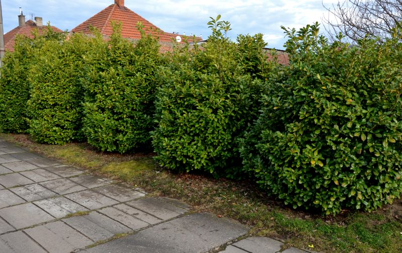 Shrub Replacement in Honolulu, HI