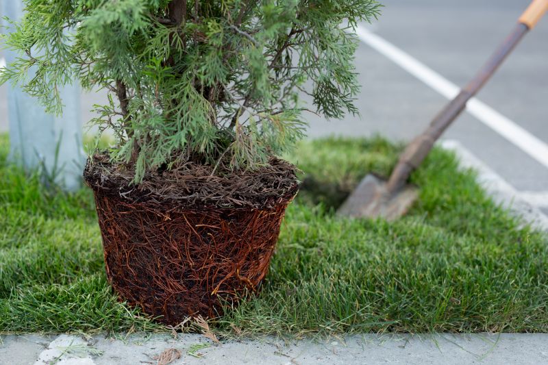 Tree Installation Service in Ventura County, CA
