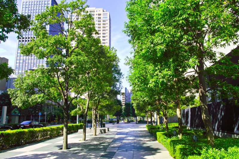 Urban Tree Installation
