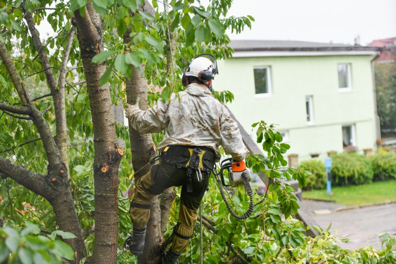 Tree Straightening Service in Reno, NV
