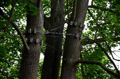Tree Straightening Service in Reno, NV